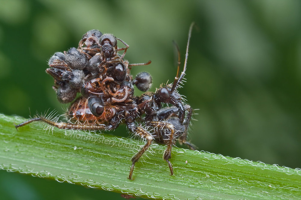 Acanthaspis petax   By Orionmystery - Own work, CC BY-SA 3.0