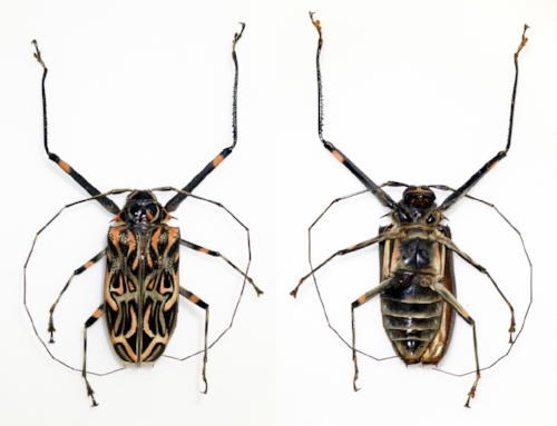 Acrocinus_longimanus_(10948544055).jpg