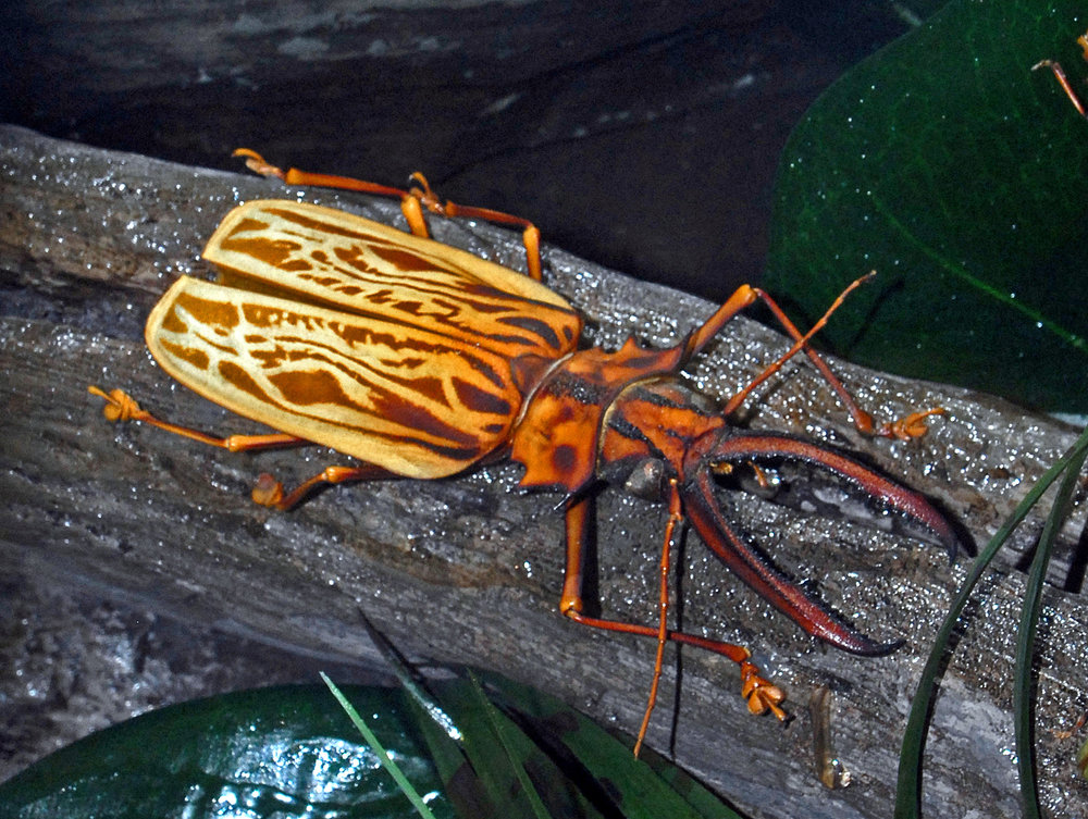 Mounted specimen of  Macrodontia cervicornis  at the Museo Civico di Storia Naturale di Milano  By Hectonichus - Own work,  CC BY-SA 3.0
