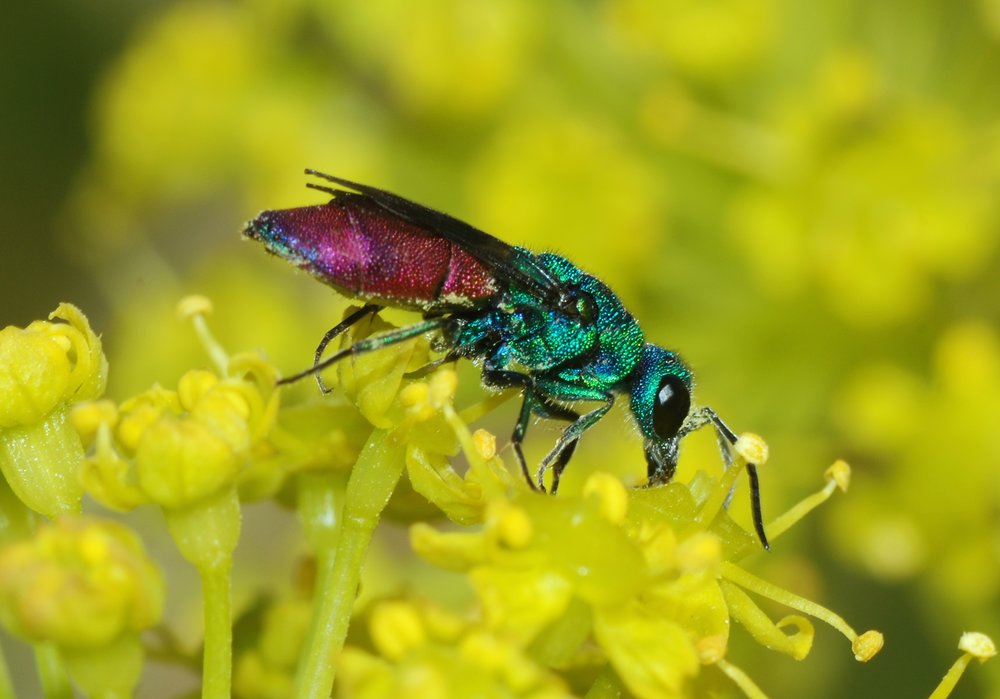 Chrysura refulgens -  cuckoo wasp  By Alvesgaspar - Own work, CC BY-SA 3.0