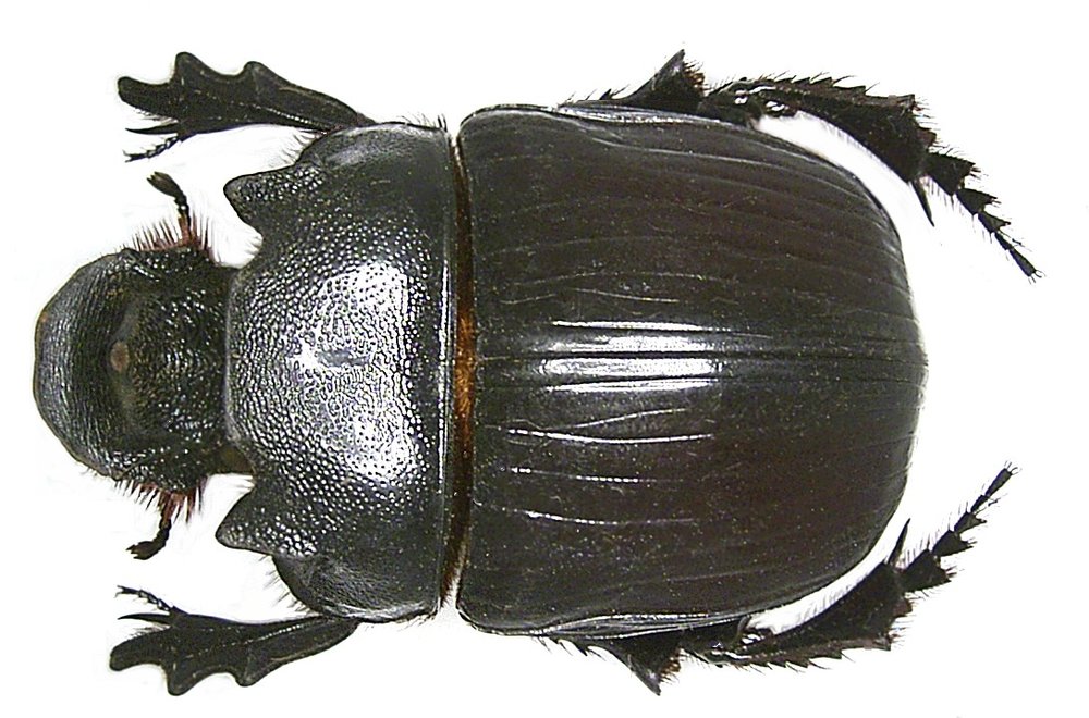Heliocopris colossus