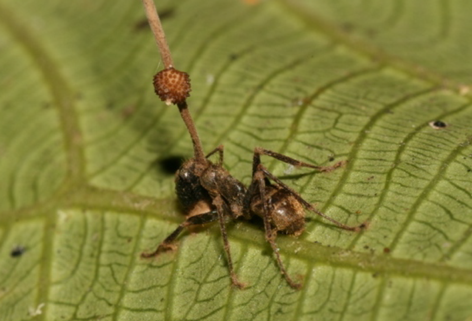 Ant infested with  Ophiocordyceps unilateralis