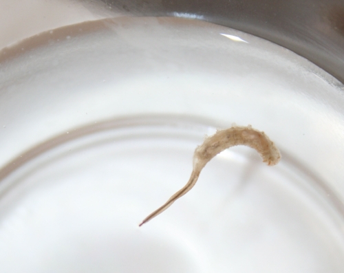 Eristalis tenax  larvae - rat tailed maggot