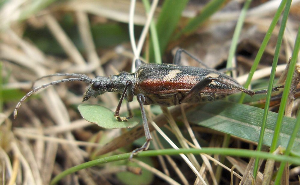 A common Longhorn beetle,&nbsp; Rhagium bifasciatum