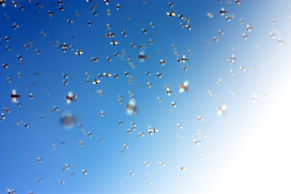bugs-fly-flying-514507.png