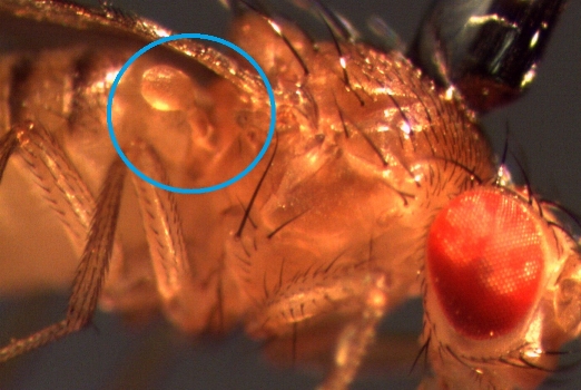 Haltere on  Drosophila    By Shwetha Mureli - Own work, CC BY-SA 4.0