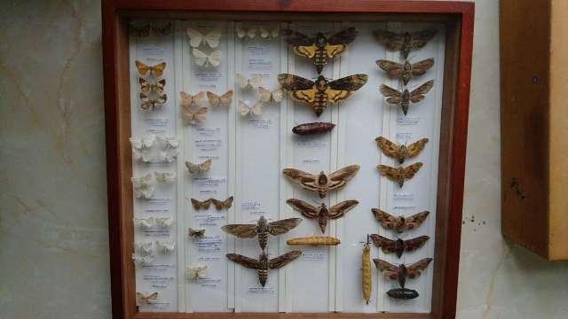 Part of the RHS collection of  Lepidoptera